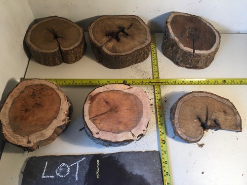 Lot laburnum yew - ,