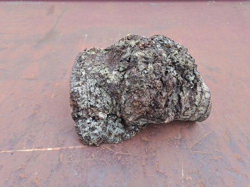 Alder burr wood - , for