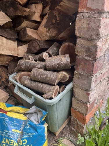 Big box laburnum wood - of,